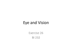 Eye and Vision