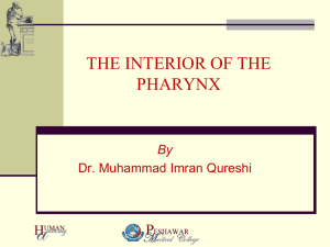THE PHARYNX Internal Aspect
