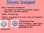 What is embryonic development? -The sequence of events that