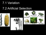 variation and artificial selection