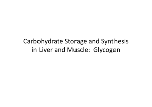 Carbohydrate Storage and Synthesis in Liver and Muscle: Glycogen
