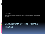 Gynecology. Lecture ONE. Normal Anatomy of the Female Pelvis