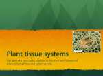Plant tissue systems - Science with Stacey