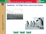 Seabirds - At Flight Over and In the Ocean