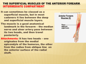 MUSCLES OF THE ANTERIOR FASCIAL COMPARTMENT