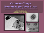 Crimean-Congo Hemorrhagic Fever Virus