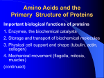Amino Acids and the Primary Structure of Proteins