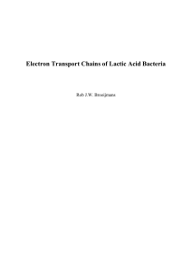 Electron Transport Chains of Lactic Acid Bacteria