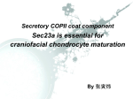 Secretory COPII coat component Sec23a is essential for craniofacial