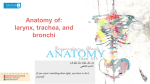 Anatomy of: larynx, trachea, and bronchi
