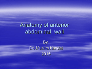 abdominal walls