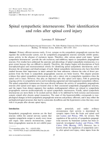 Spinal sympathetic interneurons: Their identification and roles after