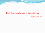 Cell junction