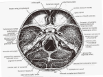 05. meninges2010-10-01 03:411.1 MB