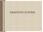 Digestive System-Chapter 16 Lecture Notes Page