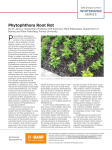 Phytophthora Root Rot