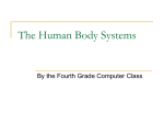 The Human body