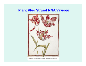 Plant Plus Strand RNA Viruses