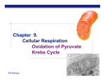Chapter 9. Cellular Respiration Oxidation of Pyruvate Krebs Cycle