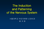 The Induction and Patterning of the Nervous System