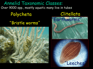 Phylum Annelida: Intro. to Segmented Roundworms