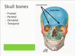 Cranial bones - Little Miami Schools