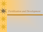 Fetal Development