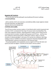 1-neural pathway