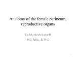 Anatomy of the female perineum, reproductive organs
