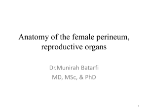 Anatomy of the female perineum, reproductive organs