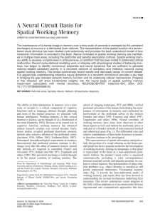 A Neural Circuit Basis for Spatial Working Memory