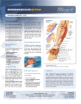 neuromuscular review