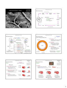 Cardiovascular System: Vessels