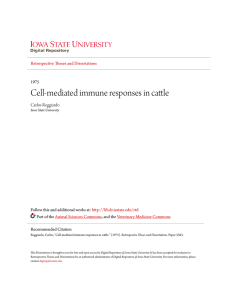 Cell-mediated immune responses in cattle