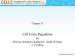 Cell cycle regulation