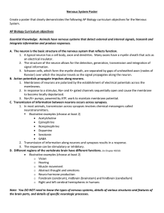 Nervous System Poster
