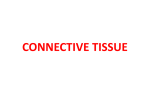 connective tissue [ppt]