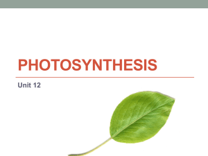 Photosynthesis - Mad River Local Schools