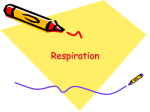 Respiration - PGS Science