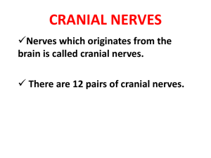 Cranial Nerves - UMK CARNIVORES 3
