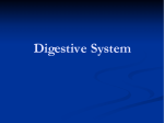 Digestive System