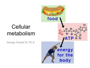 Cellular metabolism
