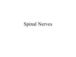 Spinal Nerves - Buckeye Valley