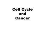 Cell Cycle and cancer pp
