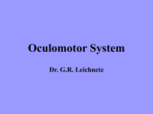 Oculomotor System