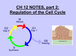 Notes: Regulation of the Cell Cycle