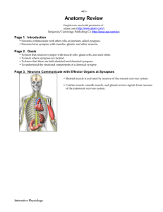 Anatomy Review - Interactive Physiology
