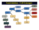 Gastrulation - Cell Lineages