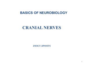 CRANIAL NERVES