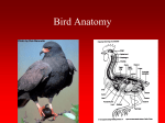 Bird Anatomy